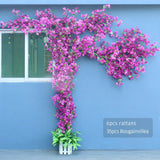 Artificial Flower Rattan Tree Vine Bougainvillea Floral Wall Plants Tree Wedding Christams Party Festival Outdoor Garden Decor Aimak Store