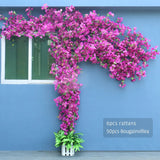 Artificial Flower Rattan Tree Vine Bougainvillea Floral Wall Plants Tree Wedding Christams Party Festival Outdoor Garden Decor Aimak Store