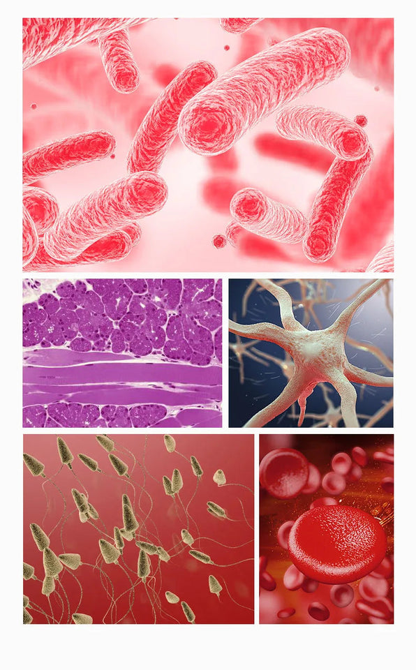 40-6000X HD Optical Biological Microscope High Magnification With Abbe condenser Middle school university Lab Teaching Microsco Aimak Store