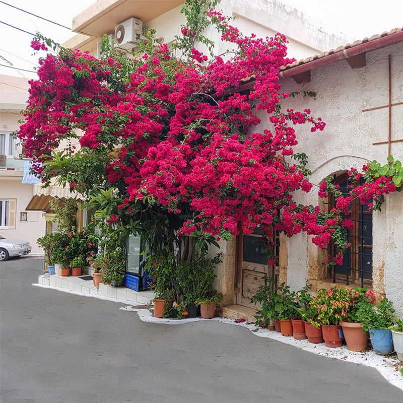 Bougainvillea Artificial Flower Silk Fake Flower Wedding Home Decor Garden Engineering Landscaping Plants Garland Flower Wall Aimak Store