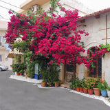 Bougainvillea Artificial Flower Silk Fake Flower Wedding Home Decor Garden Engineering Landscaping Plants Garland Flower Wall Aimak Store