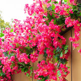 Bougainvillea Artificial Flower Silk Fake Flower Wedding Home Decor Garden Engineering Landscaping Plants Garland Flower Wall Aimak Store