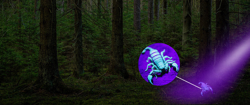 White/UV 2 in 1 Zoom UV Flashlight Rechargeable High Quality Aluminum Alloy Dog Pet Urine Stains Detection Torch LED Blacklight Aimak Store